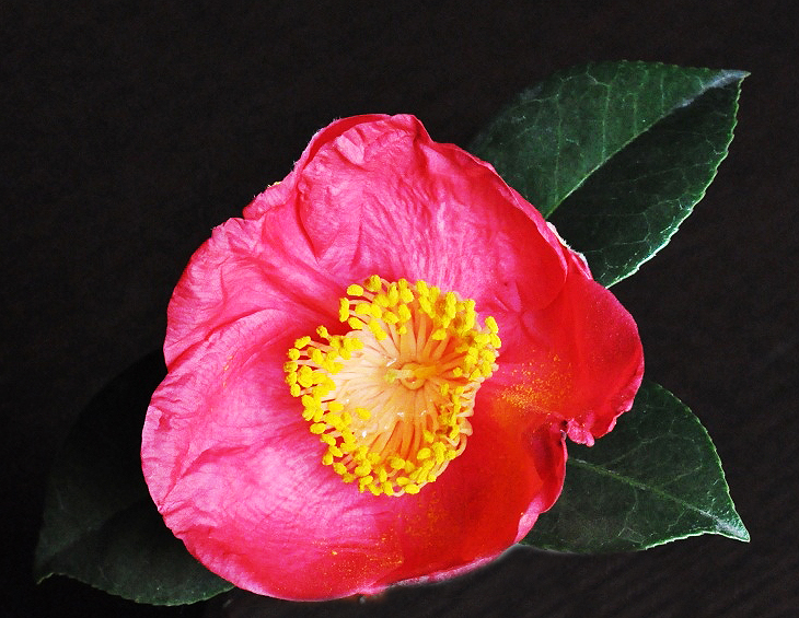 Camellia japonica Benimyorenji.jpg